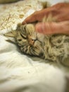 Cuddling cat