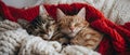 Cuddling Felines: A Purrfect Valentine\'s Embrace. Concept Valentine\'s Day, Feline Love, Cuddles, Royalty Free Stock Photo