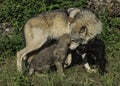 Cuddling with Mom Royalty Free Stock Photo