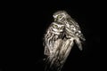 Cuddling pair of Little Owls Athene noctula perched on a pale captured close up at night