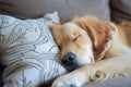 cuddling a sleeping golden retriever on the sofa