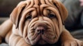 A shar-pei puppy snuggling with its owner on the couch created with Generative AI