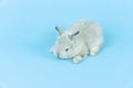Cuddly baby rabbit furry bunny playful on blue background. Infant little grey bunny sleeping relax over isolated. Fleecy mini