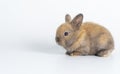 Cuddly furry baby rabbit bunny brown gray sitting on white background. Adorable newborn bunny watching curiously over isolated.