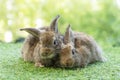 Cuddly furry rabbit bunny brown family lying down playful together on green grass over natural background. Two family baby bunny Royalty Free Stock Photo