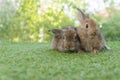 Cuddly furry rabbit bunny brown with family sitting and playful together on green grass over natural background. Two family baby Royalty Free Stock Photo