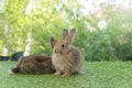 Cuddly furry rabbit bunny brown with family sitting and playful together on green grass over natural background. Two family baby Royalty Free Stock Photo