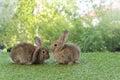 Cuddly furry rabbit bunny brown with family sitting and playful together on green grass over natural background. Two family baby Royalty Free Stock Photo