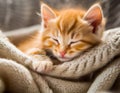 A cuddly ginger kitten nestles in a cozy blanket, peacefully dozing off with a contented purr