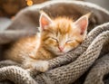 A cuddly ginger kitten nestles in a cozy blanket, peacefully dozing off with a contented purr