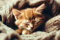 A cuddly ginger kitten nestles in a cozy blanket, peacefully dozing off with a contented purr.