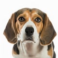 Ravishing realistic portrait beagle dog on white isolated background. Royalty Free Stock Photo