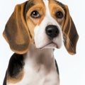 Ravishing realistic portrait beagle dog on white isolated background. Royalty Free Stock Photo