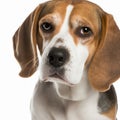 Ravishing realistic portrait beagle dog on white isolated background.