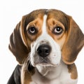 Ravishing realistic portrait beagle dog on white isolated background. Royalty Free Stock Photo