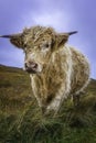 Cuddly highland cow standing on pasture and looking at camera