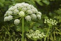 Cuddly inflorescence umbrella plant