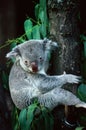 Cuddly Koala Climbing a Tree