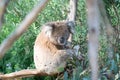 Cuddly koala up tree Royalty Free Stock Photo