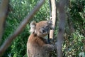 Cuddly koala up tree Royalty Free Stock Photo