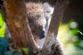 Cuddly koala up tree Royalty Free Stock Photo