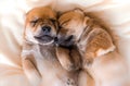 Cuddly newborn puppies in sweet dreams