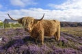 Cuddly Scottish highland cattle in pink heather, Scotland, Great Britain Royalty Free Stock Photo