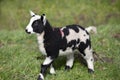 Cuddly spotted, mottled black and white lamb, looking dinky, standing in the green grass Royalty Free Stock Photo