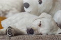 Cuddly toy polar bear and white labrador dog puppy