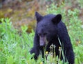 Black bear cub near Lake Louise, Alberta Royalty Free Stock Photo