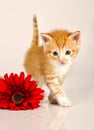 Cudly kitten walking away from red flower