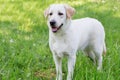 Cue labrador retriever puppy is standing on a green grass. Pet animals Royalty Free Stock Photo