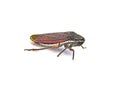 Cuerna costalis - Lateral lined Sharpshooter is a species of Cicadomorpha in the family leafhopper. They are diurnal. isolated on Royalty Free Stock Photo