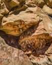 Cueva de las Manos, Patagonia, Argentina