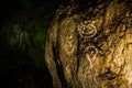 Cueva Ventana natural cave in Puerto Rico Royalty Free Stock Photo