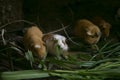 Cui is the name of the Guinean Pigs in PerÃÂº. People in this area eat this animals, normally roasted.