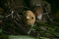 Cui is the name of the Guinean Pigs in PerÃÂº. People in this area eat this animals, normally roasted.