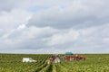 Champagne Vineyards in Cuis France