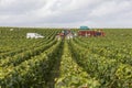 Vineyards Harvest in Cuis France