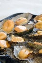 Cuisine of the Azores. The mollusks of Lapas, Limpets are popular as a snack in the Azores. Royalty Free Stock Photo