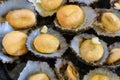 Cuisine of the Azores. The mollusks of Lapas, Limpets are popular as a snack in the Azores. Royalty Free Stock Photo