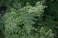 Culandrillo plant, species Adiantum Raddianum, family Pteridaceae of Central and South America