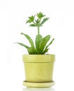 Culantro plant in pot Royalty Free Stock Photo