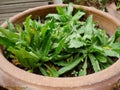 Culantro in pot Royalty Free Stock Photo