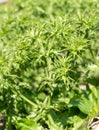 Culantro tree or Long coriander in the vegetable garden Royalty Free Stock Photo