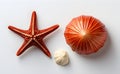 culcita novaeguineae, a species of starfish depicted with other shells on a white background