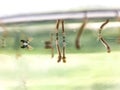 Culex genus mosquito larvae and pupae Royalty Free Stock Photo
