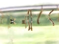 Culex genus mosquito larvae pupae Royalty Free Stock Photo