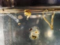 Culex genus mosquito larvae pupae Royalty Free Stock Photo