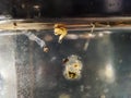 Culex genus mosquito larvae and pupae Royalty Free Stock Photo